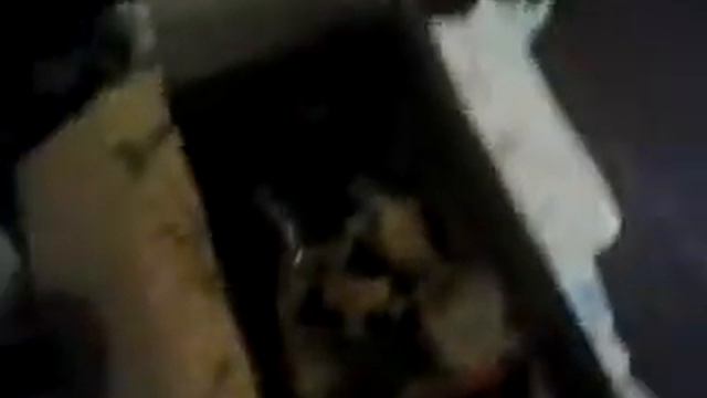 посылка  саженцами от аллы чаматы