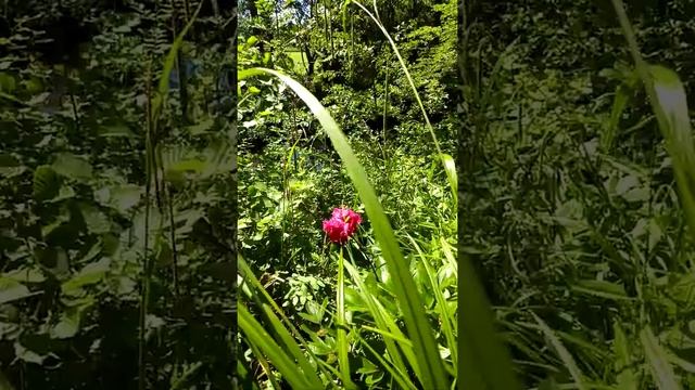 Pink Peony by River Monnow at Allt Cottages June 2021