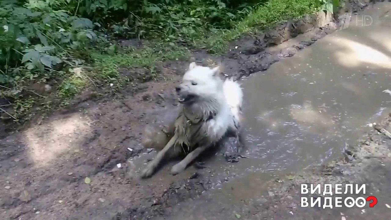 Самоед в луже. Видели видео? Фрагмент выпуска от 24.08.2018