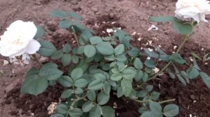 РОЗЫ. Мои МАЛЫШИ от Усыниных.