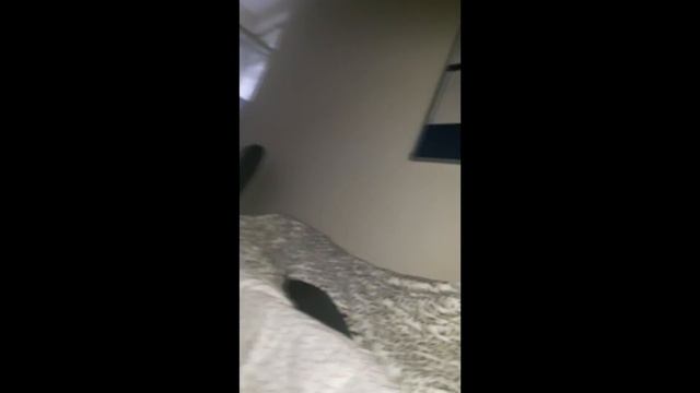 В МИРЕ ЖИВОТНЫХ [НАЧАЛО] смотреть онлайн