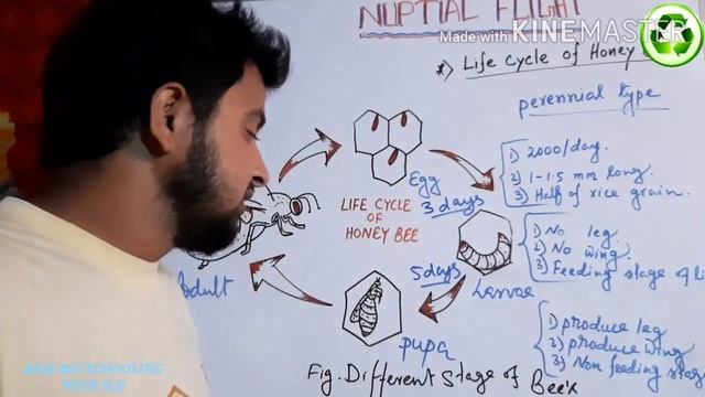 NUPTIAL FLIGHT in bengali বৈবাহিক উড্ডয়ন !! смотреть онлайн