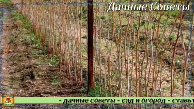 Подкормите этим удобрением МАЛИНУ и будете собирать урожай ведрами раньше срока Лучшая подкормка
