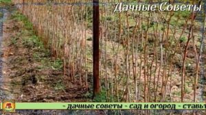 Подкормите этим удобрением МАЛИНУ и будете собирать урожай ведрами раньше срока Лучшая подкормка