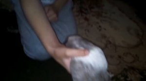 Как правильно брать морскую свинку