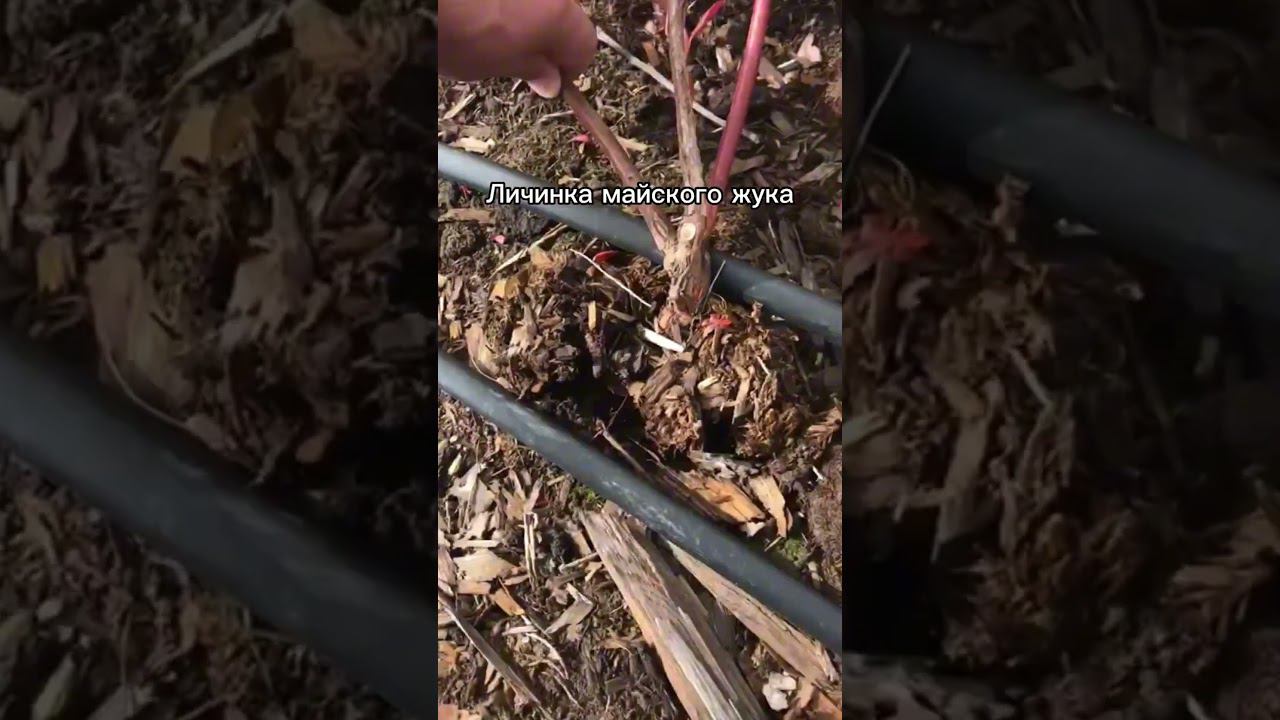 Личинка майского жука сожрала более 2000 кустов в первый год после посадки плантации. #голубика #сад смотреть онлайн