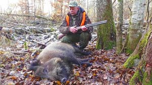 Загонная ОХОТА. 17 декабря 2017г.