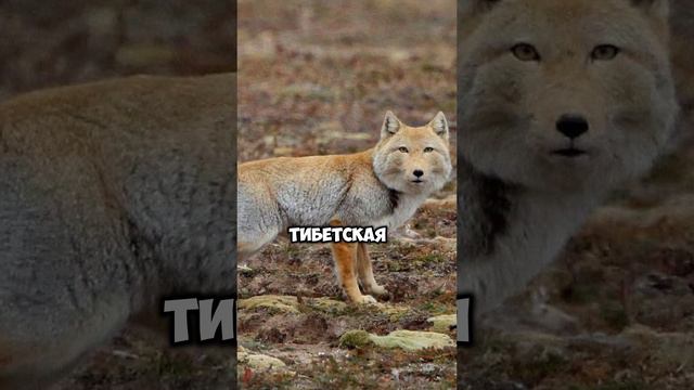 А вы знали? смотреть онлайн