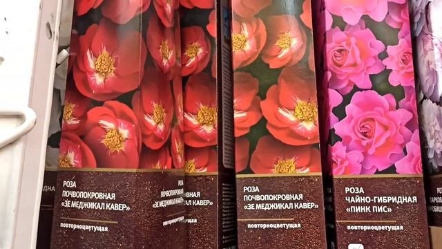 Розы из Леруа Мерлен. Разочарование.
