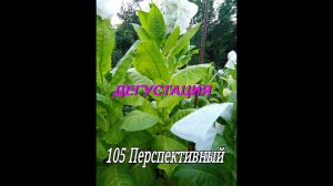 СОРТ ТАБАКА - ПЕРСПЕКТИВНЫЙ