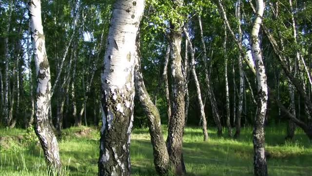 The voice of Anna German among Polish birches in May ! смотреть онлайн