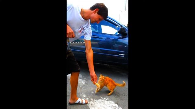20140913 кот в южном городе Темрюк Старотитаровская смотреть онлайн