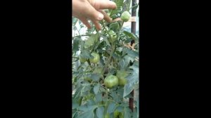 Сорт томата- сто пудов.