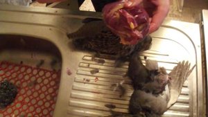 как разделать куропатку, потрошение.how to butcher agrey partridge, Eviscerate