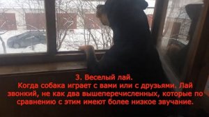 ПОЧЕМУ СОБАКА ЛАЕТ!!! РОТВЕЙЛЕР УБИЙЦА ОЧЕНЬ ОПАСНАЯ СОБАКА!!!