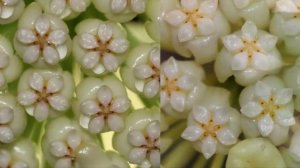 Хойя – приметы и суеверия!  Можно ли держать цветок дома? Куда лучше поставить?