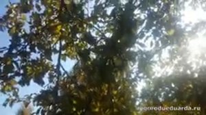 Показываю и рассказываю про яблоню "Суворовец"