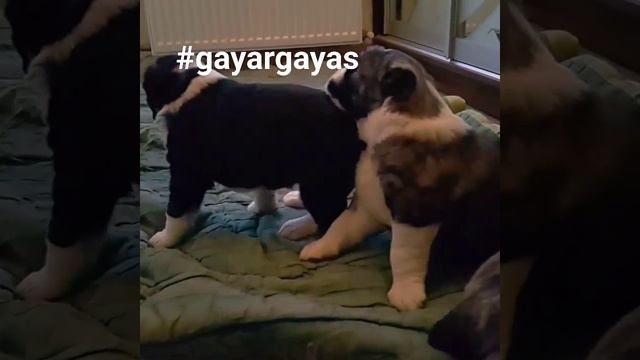 Щенки алабая девочки 21 день вес 3.2-3.6 кг смотреть онлайн