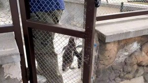 ПИНГВИНЫ УЗНАЛИ СВОЕГО КОРМИЛЬЦА