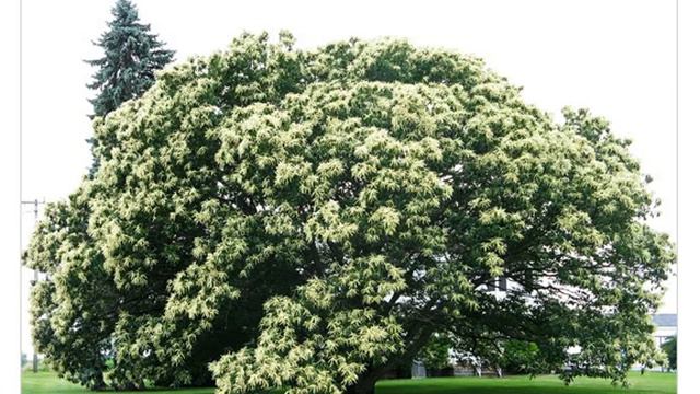 Каштан мягчайший ( castanea mollissima) смотреть онлайн
