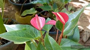 How to grow anthurium - Fast anthurium blooming tips - පුංචි ඇන්තූරියම් පැළ ලොකු කරන රහස