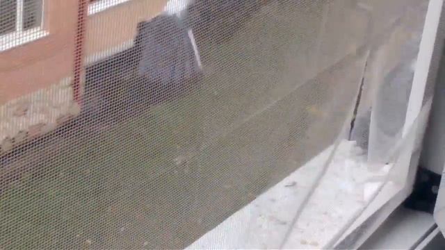 79) Самая верная птичка Гульнара смотреть онлайн