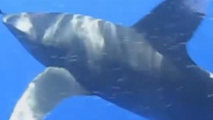 Sharks. Акулы. Красное море.