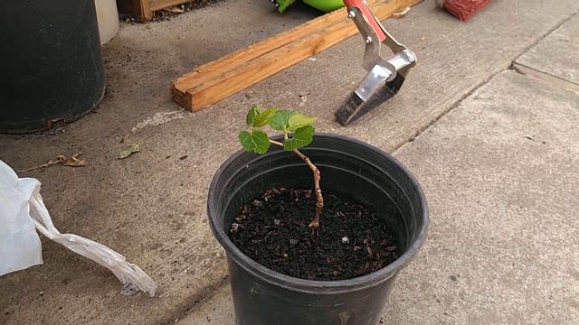 Белая шелковица из Турции. White mulberry from Turkey.