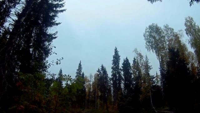 прогулка по берегу таёжной речки дача под Архангельском смотреть онлайн