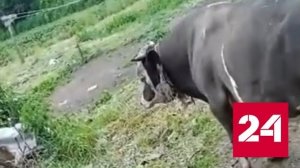 В соцсетях появилось видео быка, забодавшего женщину в Курской области - Россия 24 