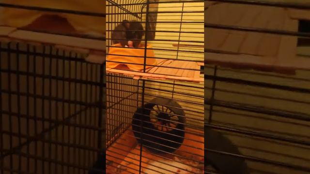 rats decorative/ home rats| Домашние Крысы смотреть онлайн