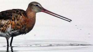 Большой веретенник (Limosa limosa) - Black-tailed godwit