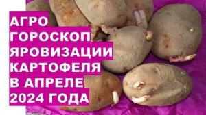 Агрогороскоп яровизации картофеля в апреле 2024 Agrogoroscope of potato vernalization in April 2024