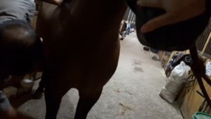 Как отучить жеребца кусаться