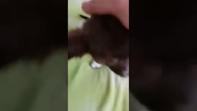 Брауни чихуахуа, видео приветик из Керчи Кастропуло