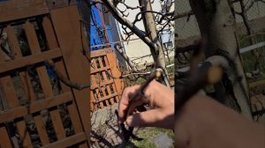 прививка груши на грушу с помощью прививочного секатора.