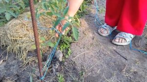 Подвязка томатов на шпалере