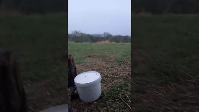 белощекая казарка // ЗАКРЫТИЕ ВЕСЕННЕЙ ОХОТЫ 2020 смотреть онлайн