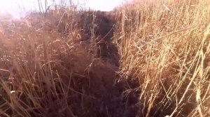 Осенняя охота с собакой на куропатку 2021, русский спаниель с подхода!