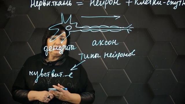 Функции нервной системы и ее структурных компонентов. 7 класс.