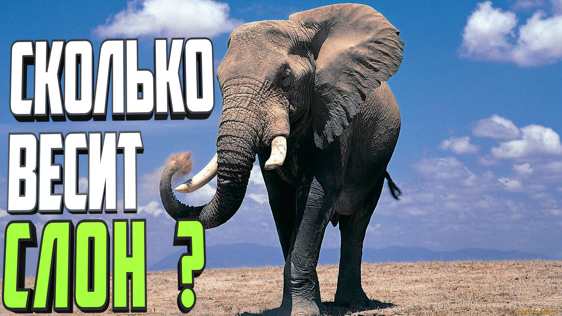 Сколько слонов в мире. Самый большой слон. Вес слона. Большой большой большой большой слон. Сколько весит слон.