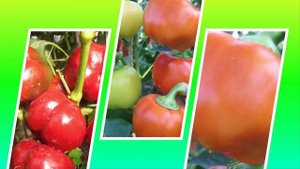 Перец Добряк: ранний, толстостенный, вкусный!