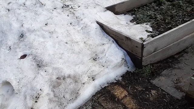 Новые Саженцы для нашего сада.Когда посеять Капусту? Огородный влог смотреть онлайн