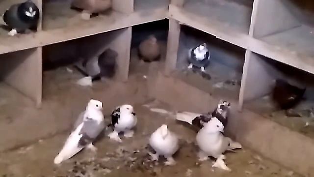 Андижанские голуби в Москве, питомник голубей смотреть онлайн