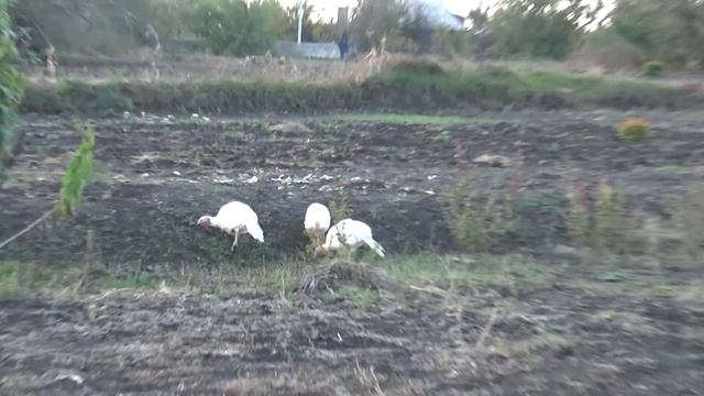 Домашние вареники пельмени, что купили по акции, мамина теплица, а Коля молодец, Шаповаловы смотреть онлайн