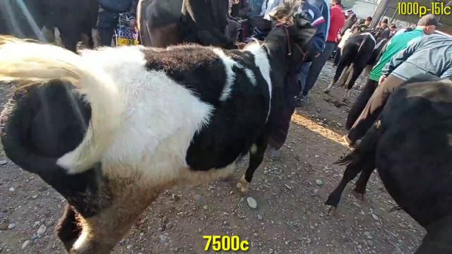 Молбозори Гулакандоз Новвослар ва Бокма Новвослар,Сигирлар Нархлари.Нархлар Баланд.24.04.2021.