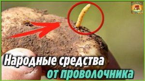 Как навсегда избавиться от проволочника на дачном участке народными средствами