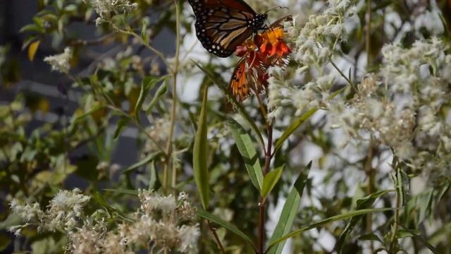 Jardin de Mariposas Urbano - CABA, Argentina смотреть онлайн