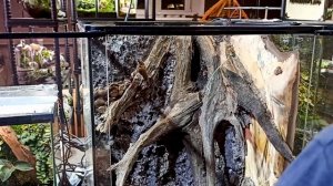 Большой природный формикарий ● Процесс создания с нуля