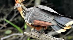 Гоацин - интересные факты